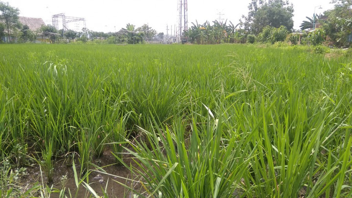 Perjuangan Desa di Bantul untuk Bertani Organik