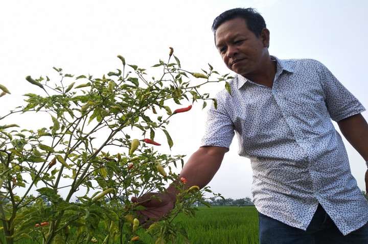Petani Gandeng Perusahaan untuk Pertahankan Lahan Pertanian