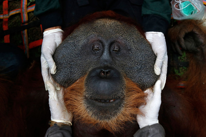 Terjebak di Perkebunan Warga, Orang Utan Dievakuasi