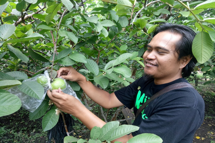 Sarjana Teknik Banting Setir Jadi Petani Jambu Kristal