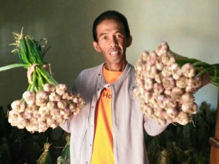 Liku-Liku Petani Bawang Putih Karanganyar Kejar Mimpi Swasembada