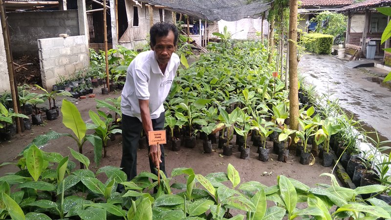 Lasiyo Syaifudin, 64, menunjukkan hasil budidaya pohon pisang di rumahnya Dusun Ponggok, Sidomulyo, Kecamatan Bambanglipuro, Kabupaten Bantul, Daerah Istimewa Yogyakarta, Rabu, 16 Januari 2019. Medcom.id/ Ahmad Mustaqim.