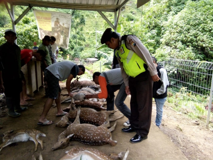 12 Rusa Diduga Diserang Hingga Tewas Oleh Macan Tutul