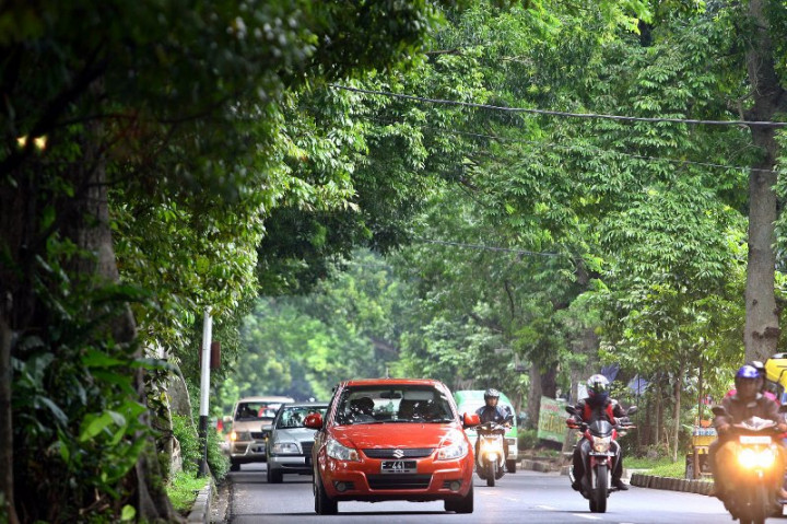 112 Pohon di Kota Bogor Rawan Tumbang