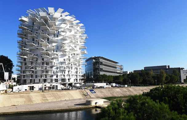 'Pohon Putih' yang Mekar Sepanjang Masa