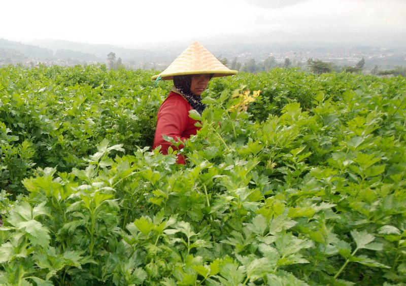 Menjadikan seledri, atau sayuran lainnya sebagai jus dapat menghilangkan serat bermanfaat yang membantu Anda merasa kenyang. (Foto Ilustrasi: M Risyal Hidayat/Antara)