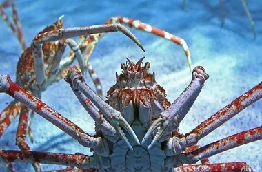 Kapal Penangkap Kepiting Berbendera Jepang Disita Rusia