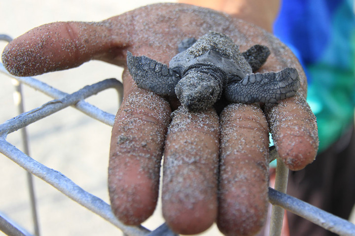 Mengembalikan Penyu ke Habitatnya