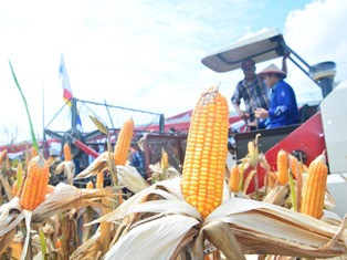 Jokowi: Pemerintah Tekan Impor Jagung 3,4 Juta Ton