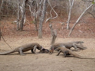 Menpar: Isu Penutupan TN Komodo Ganggu Bisnis Wisata