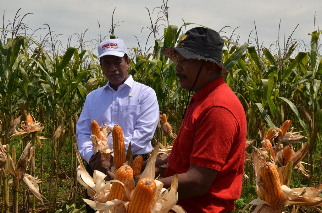 Pidato tentang pertanian jagung