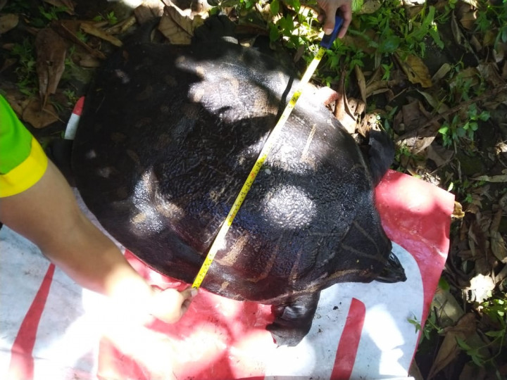 Bulus Langka Berusia 50 Tahun Ditemukan di Sleman