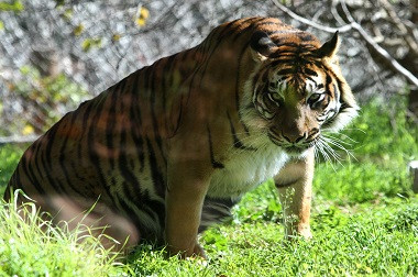 Harimau Sumatra Mati usai Berkelahi di Kebun Binatang London