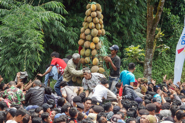 Meriahnya Festival Durian Lolong di Pekalongan