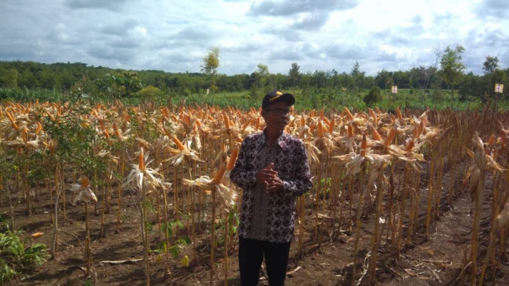 Kementan Minta Petani Yogyakarta Tingkatkan Produktivitas Jagung