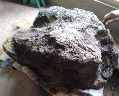 Fosil Gajah Purba Tertua Ditemukan Lagi di Brebes