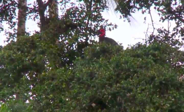 Kandang Dihantam Angin Kencang, Burung Eksotis Kabur