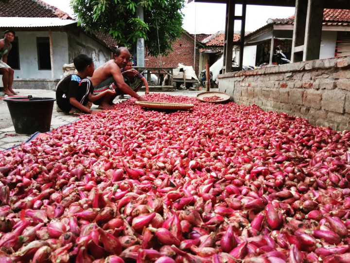 Harga Bawang Anjlok di Brebes Karena Panen Raya