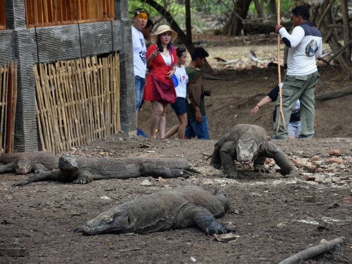 JK Diminta Mengunjungi Pulau Komodo