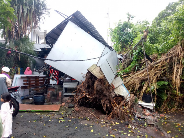 Puluhan Pohon di Kota Malang Tumbang