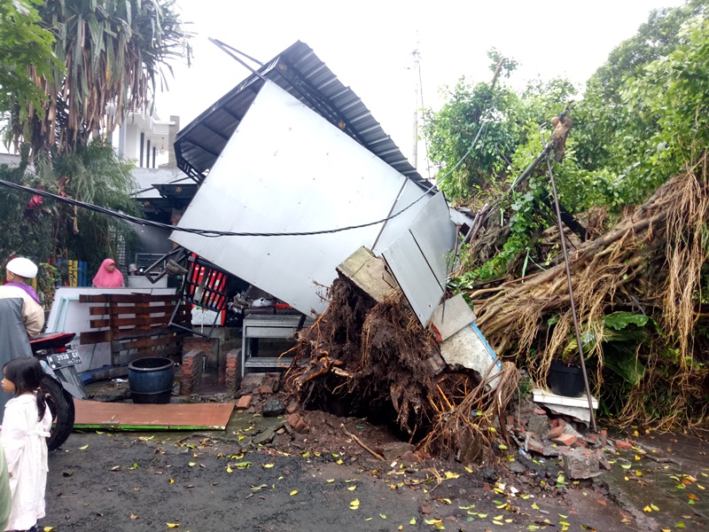 Pohon tumbang di Malang, Selasa 19 Januari 2019.