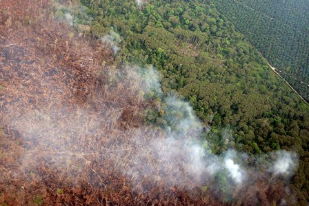 Eksekusi Perusahaan Perusak Hutan Menunggu Salinan Putusan Pengadilan