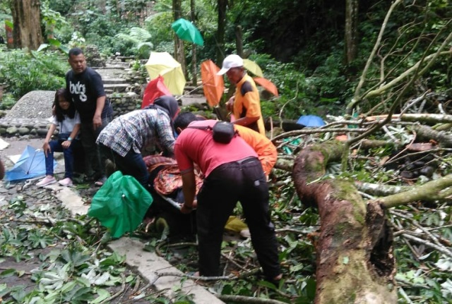 Seorang Wisatawan Tewas Ditimpa Pohon Tumbang