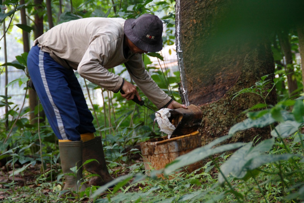 Peremajaan Kebun Karet Ditarget 50 Ribu Ha/Tahun - Medcom.id