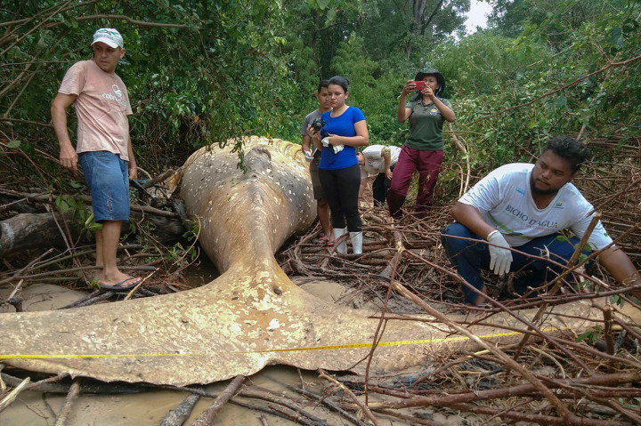 Penemuan Bangkai Paus di Hutan Amazon Penuh Misteri