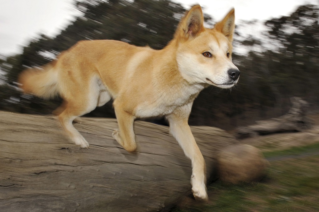 Seekor dingo berlari di Dingo Discovery and Research Centre di Victoria, Australia, 25 Mei 2009. (Foto: AFP/WILLIAM WEST)