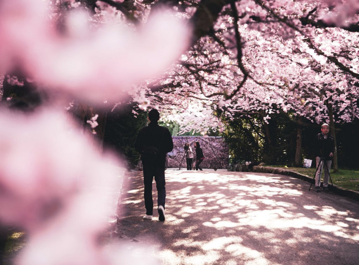 Tempat Terbaik Menikmati Keindahan Sakura