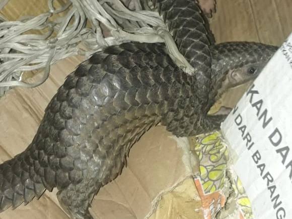 Pengedar Trenggiling dan Burung Langka Ditangkap