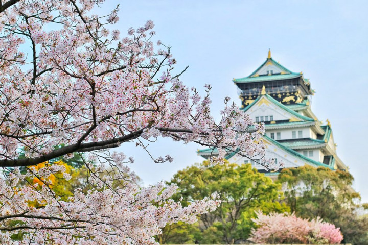 Selain di Jepang, Ini Lima Tempat Menikmati Keindahan Bunga Sakura