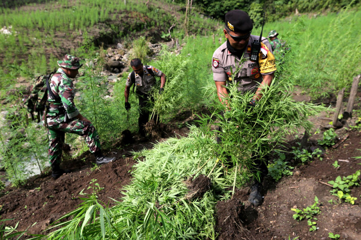 Polisi Musnahkan 5 Hektare Ladang Ganja di Aceh Besar