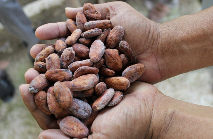 Potensi Ekspor Cokelat Indonesia Tinggi