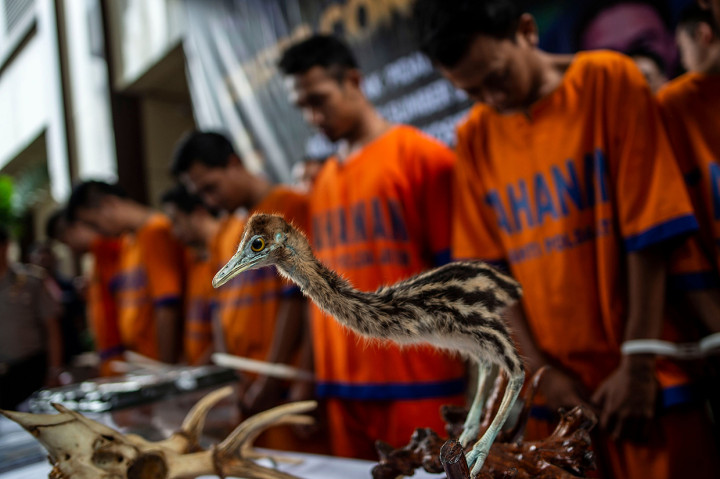 Polda Jatim Gagalkan Penyelundupan Hewan Langka