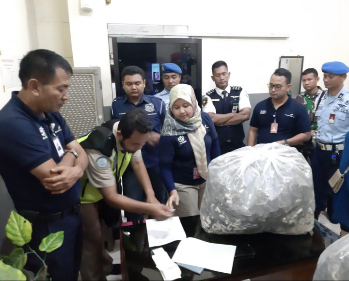 Petugas Adisutjipto Gagalkan Upaya Penyelundupan 7500 Kuda Laut