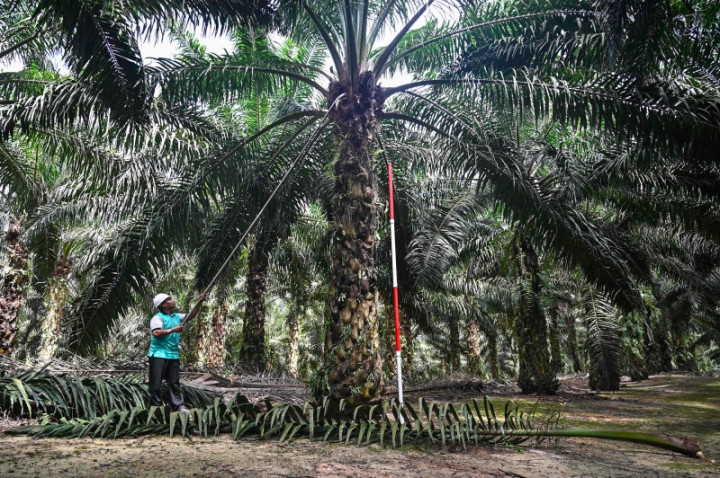 Indonesia Urged Resolving Crude Palm Oil Issue Through Diplomacy