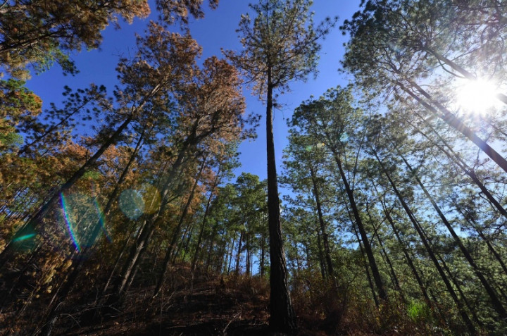Apusan Forest's Illegal Logging Endangers Rare Animals