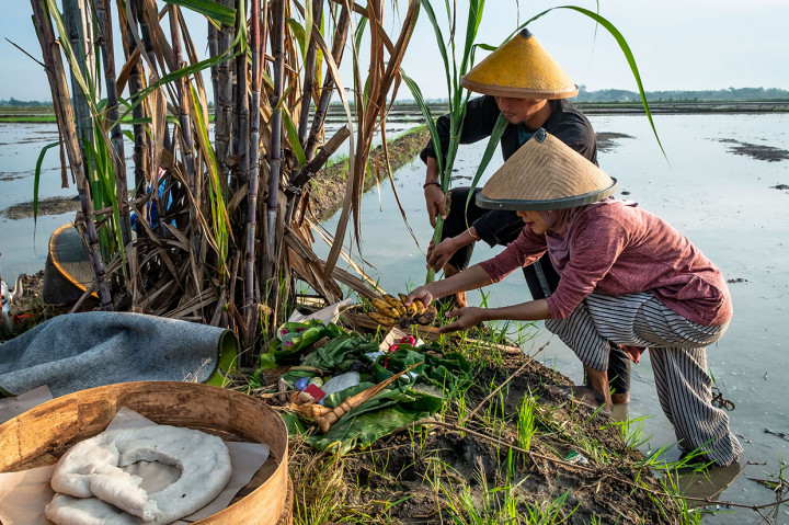 Melestarikan Tradisi Wiwitan Nandur Pari