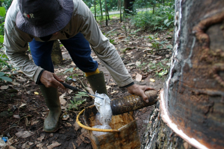 Harga Karet Alam Ditargetkan Capai Angka Ideal