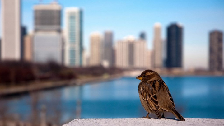Gedung Jangkung di Amerika 'Bunuh' Jutaan Burung