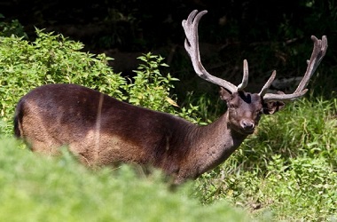 Seorang Pria di Australia Tewas Diserang Rusa