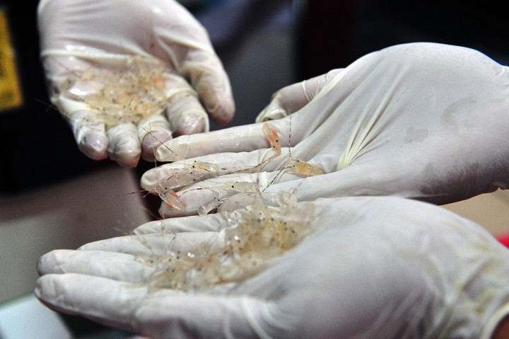 TNI AL Gagalkan Penyelundupan Benih Lobster Senilai Rp19,5 M