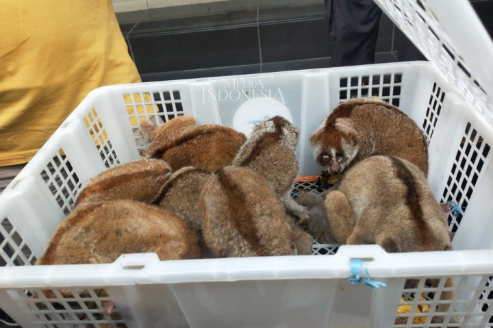 Polisi Gagalkan Perdagangan Ilegal Kukang di Palembang