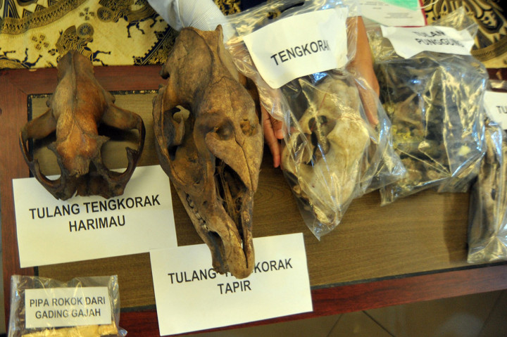Polisi Bongkar Perdagangan Organ Satwa Langka
