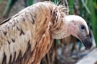 19+ Burung nazar termasuk terbaru