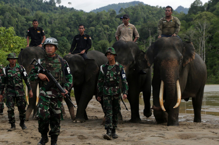 Gajah Jinak Ikut Operasi Gaktib Hutan dan Satwa