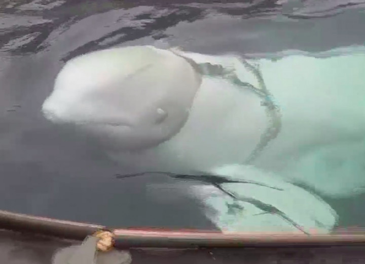 Paus Diduga Peliharaan AL Rusia Ditemukan Berkalung Rantai