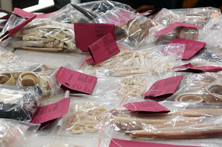 KLHK Ungkap Perdagangan Gading Gajah Secara Online